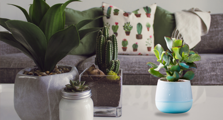 Indoor Succulents